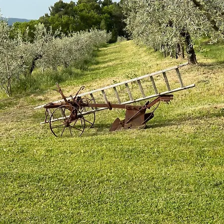 Colle